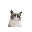 Grumpy Cat Coupons 2016 and Promo Codes