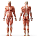 Muscle & Strength Coupons 2016 and Promo Codes