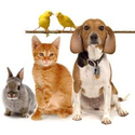 PetSupplies.com Home & Garden Recreation & Leisure Pets Coupons 2016 and Promo Codes