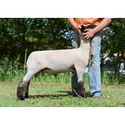 Lambs & Ivy Coupons 2016 and Promo Codes